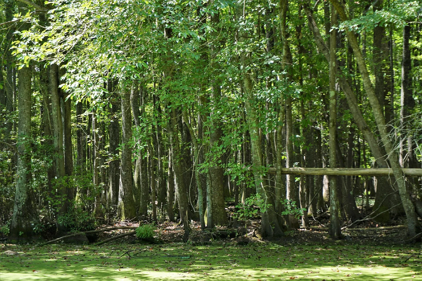 Green swamp forest with tall straight trunks and sunlit ground