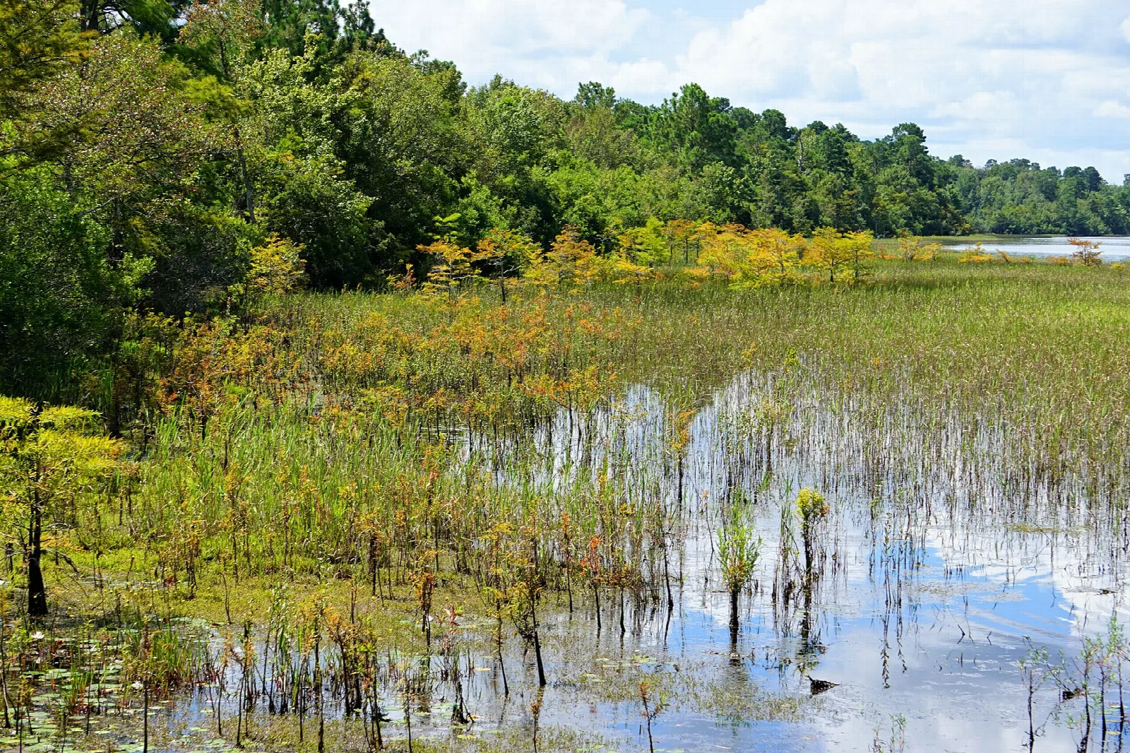 Wetland grasses and shallow water along a lake edge with trees beyond