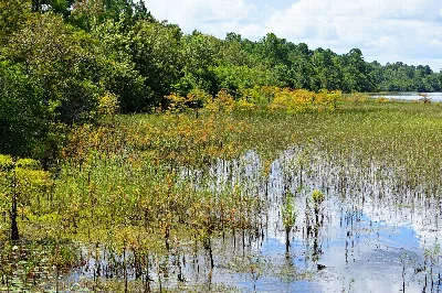 Lake Waccamaw State Park