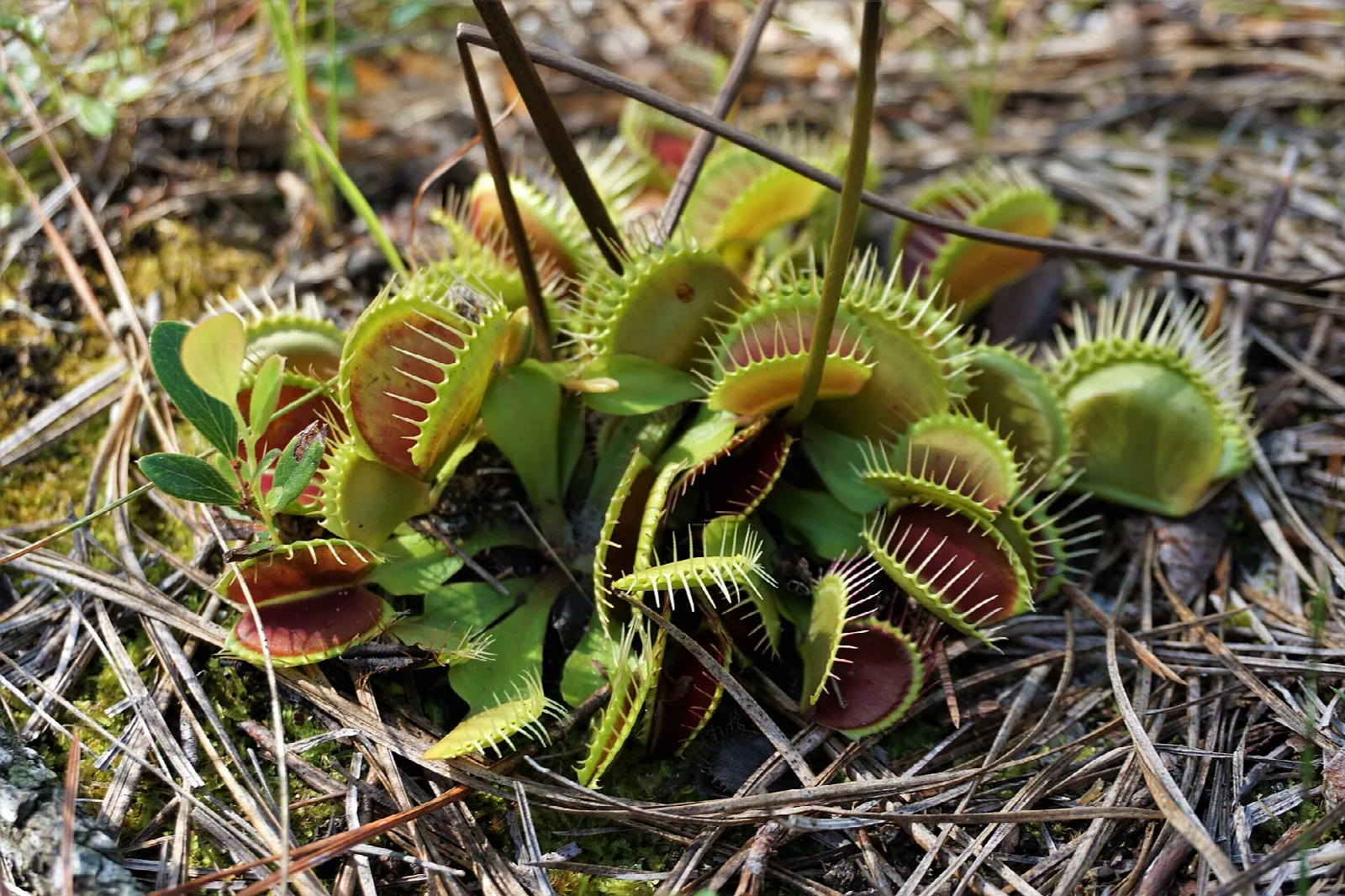 Venus flytrap plants with open traps among pine needles