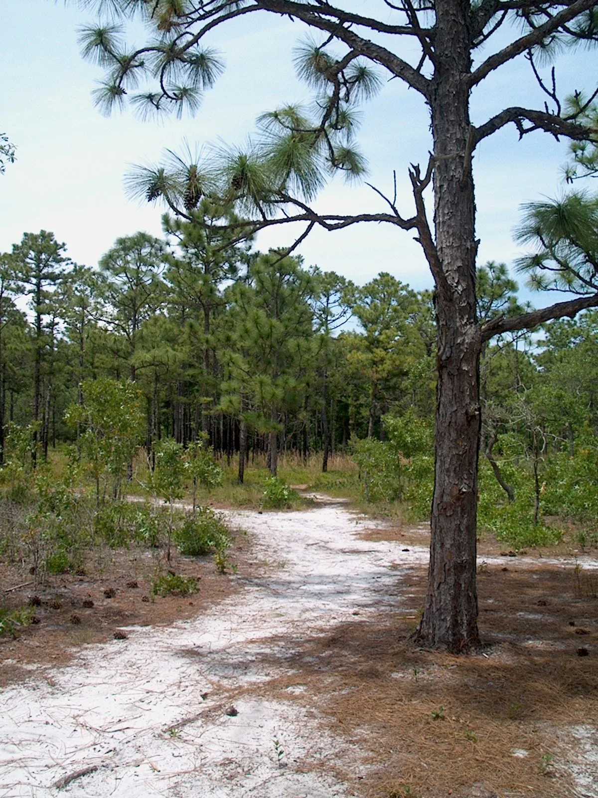 Sandy trail winding past a pine tree in woodland