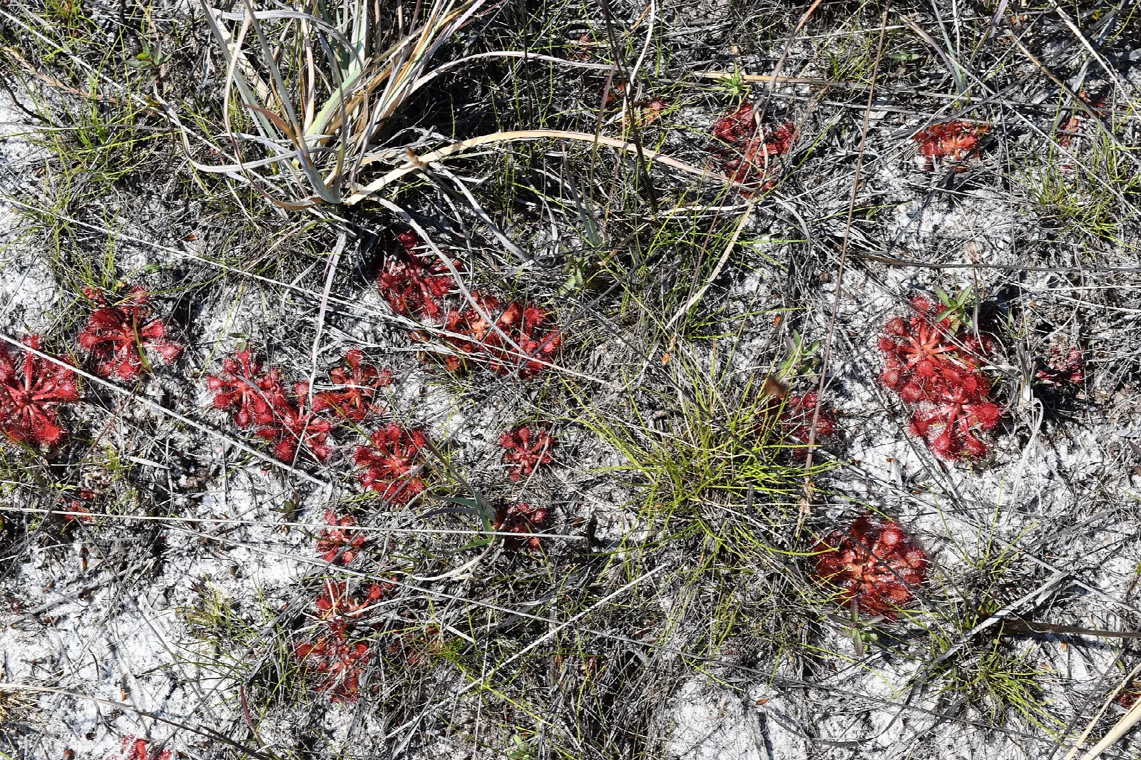 Small red sundew plants on pale sand