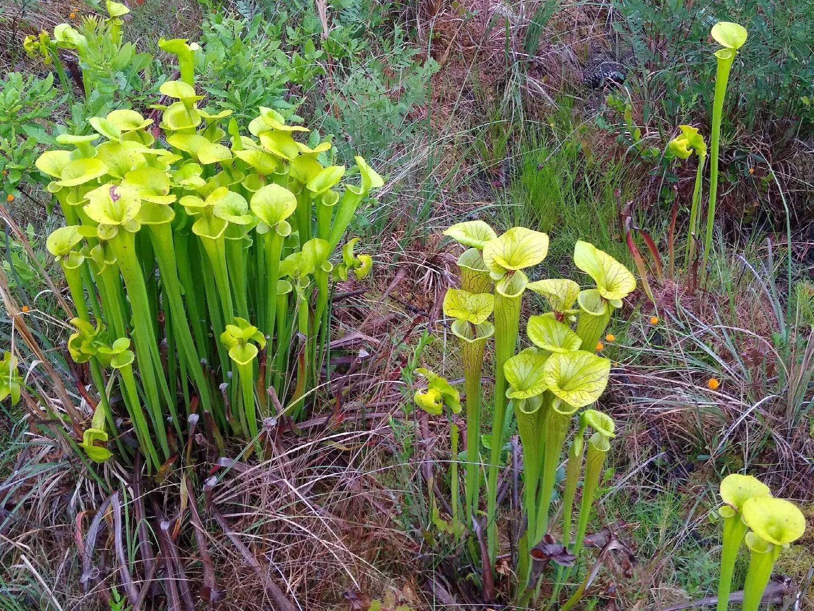 Clump of yellow pitcher plants in grass