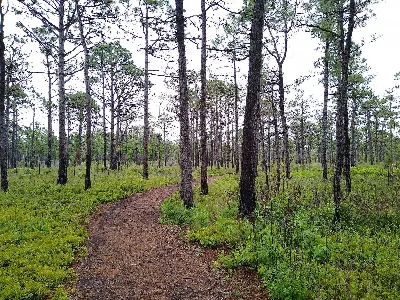 Carolina Beach State Park
