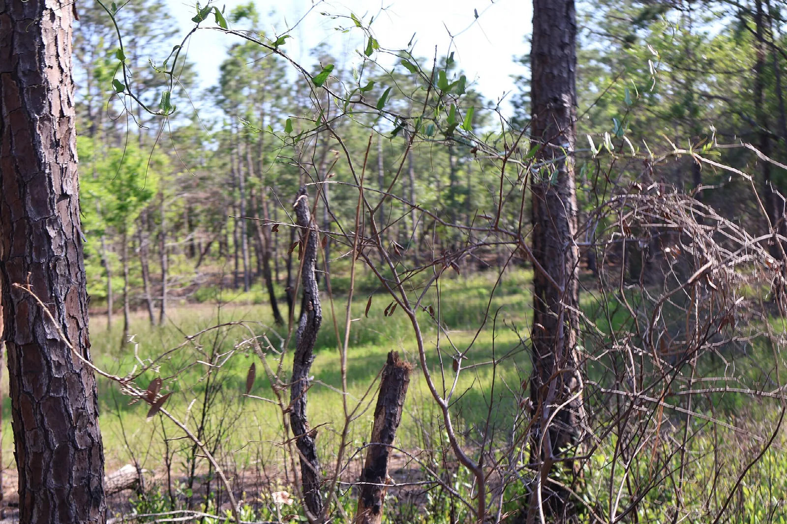 Open pine woods with a grassy clearing