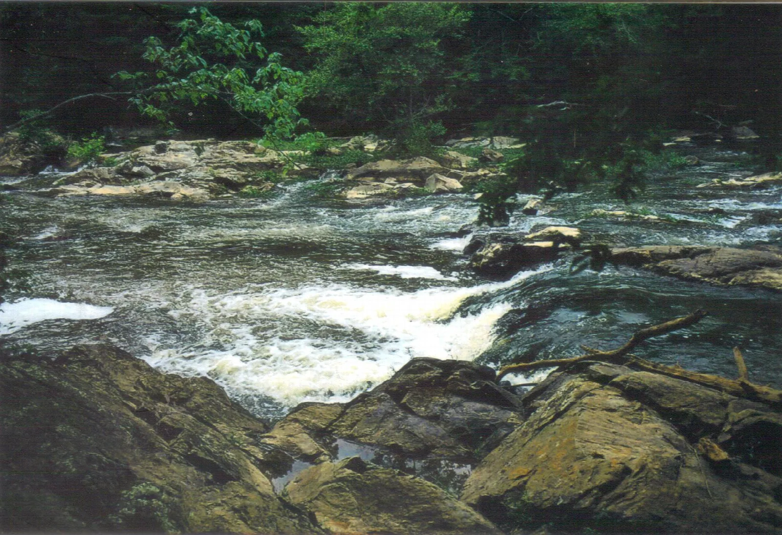 Small rapids over mossy rocks in a shaded river
