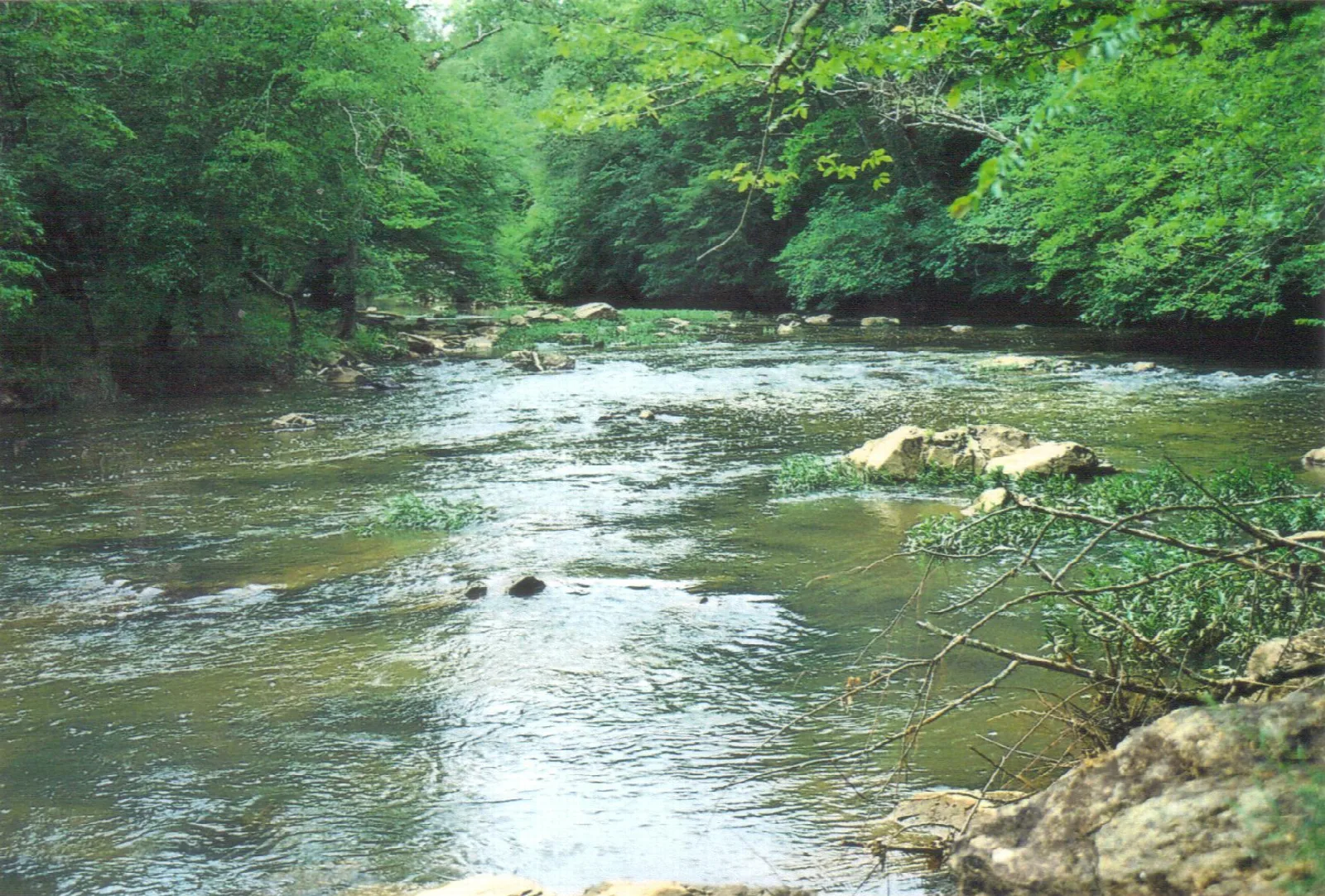 Shallow river running over rocks between green wooded banks