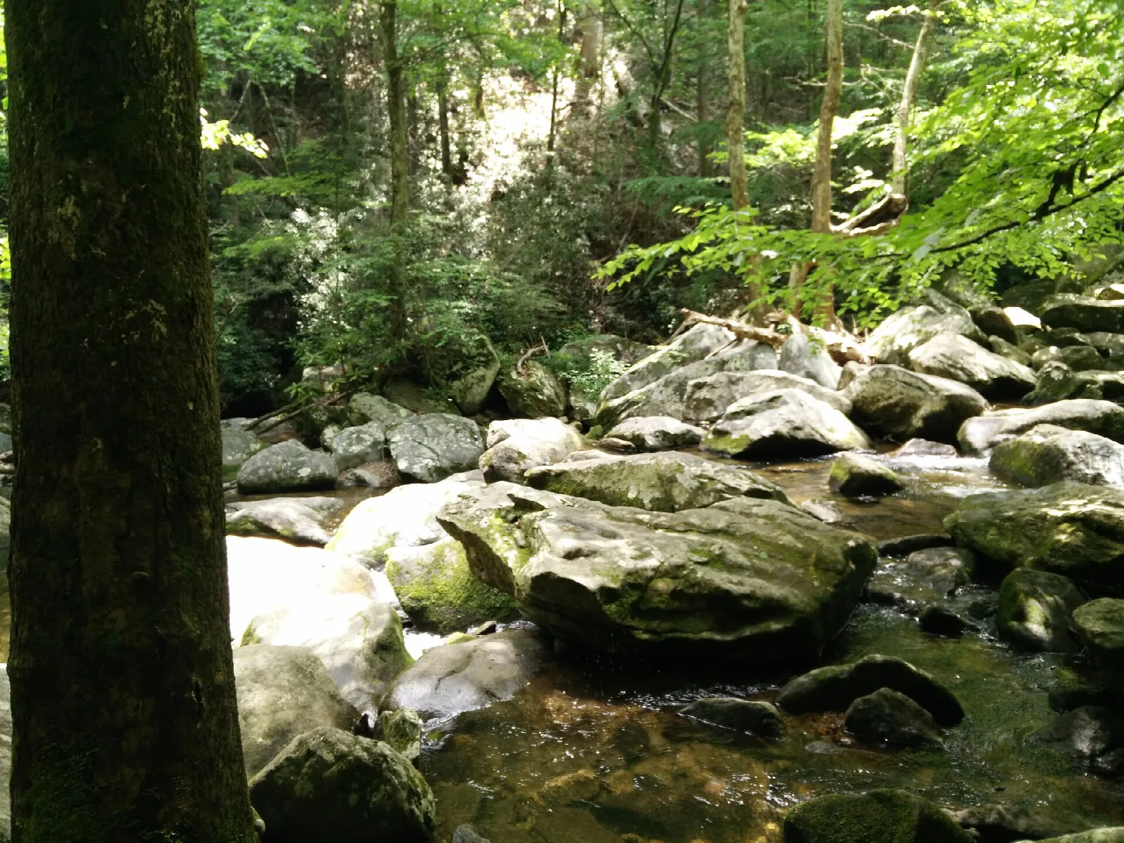 Clear creek running over large mossy boulders in green forest