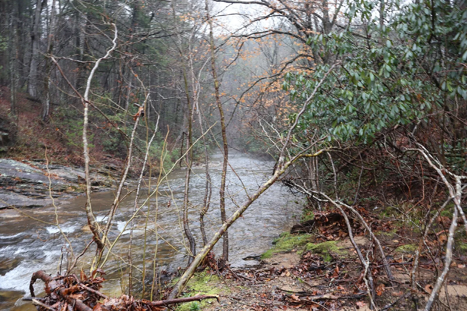 Rushing river between bare trees and rhododendron