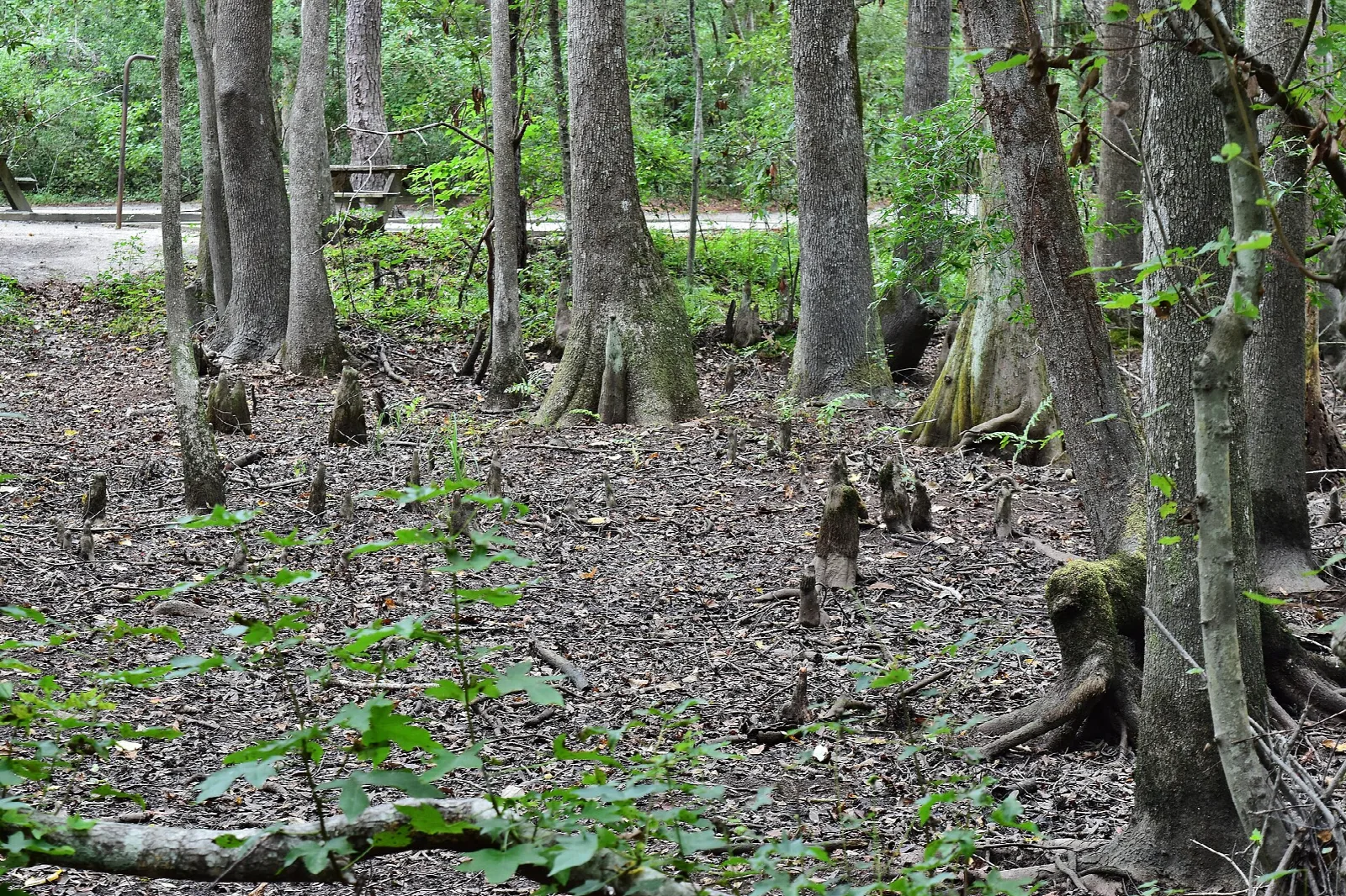 Bottomland forest with cypress knees on the ground
