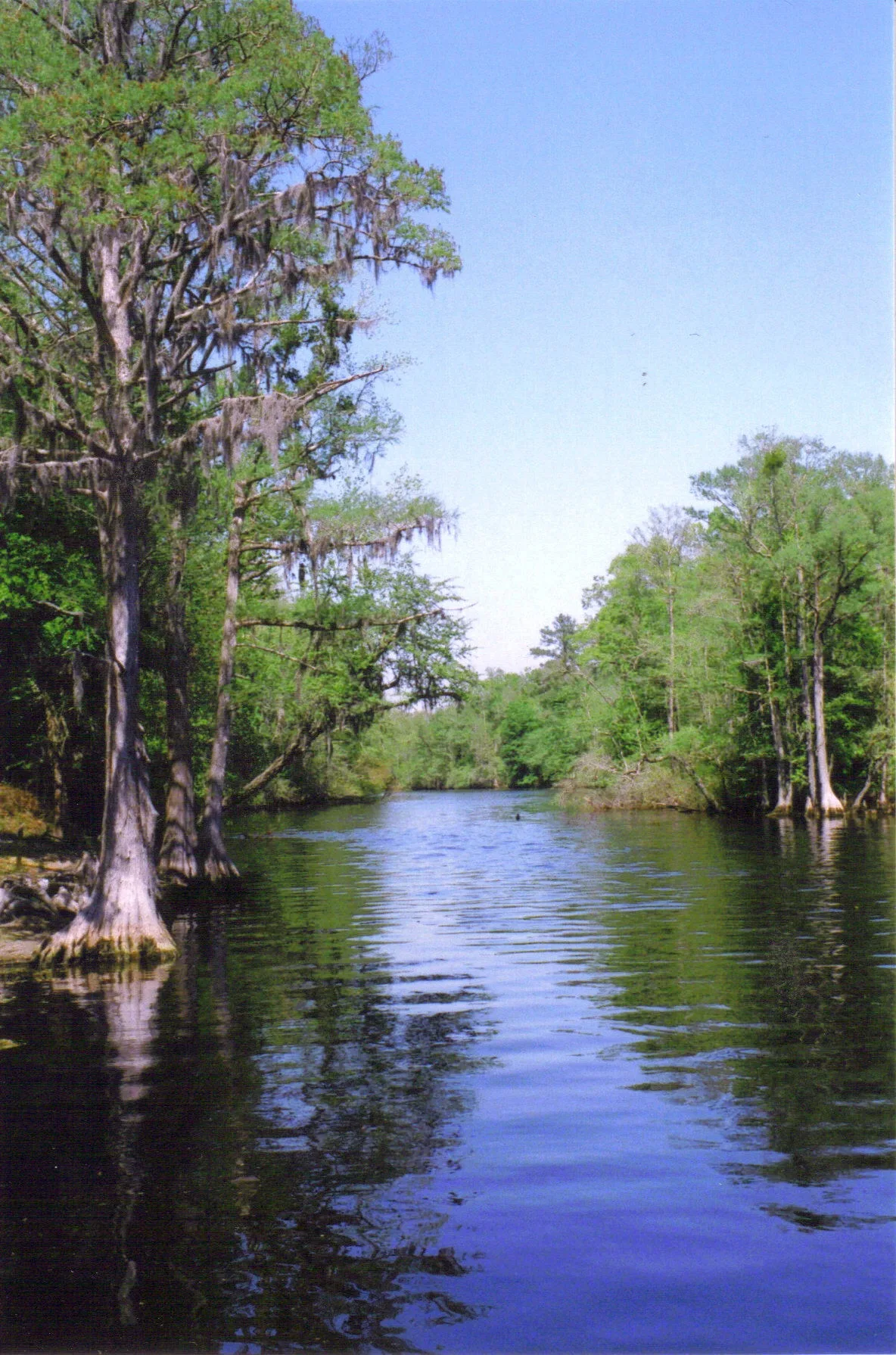 Cypress trees lining a calm blue river