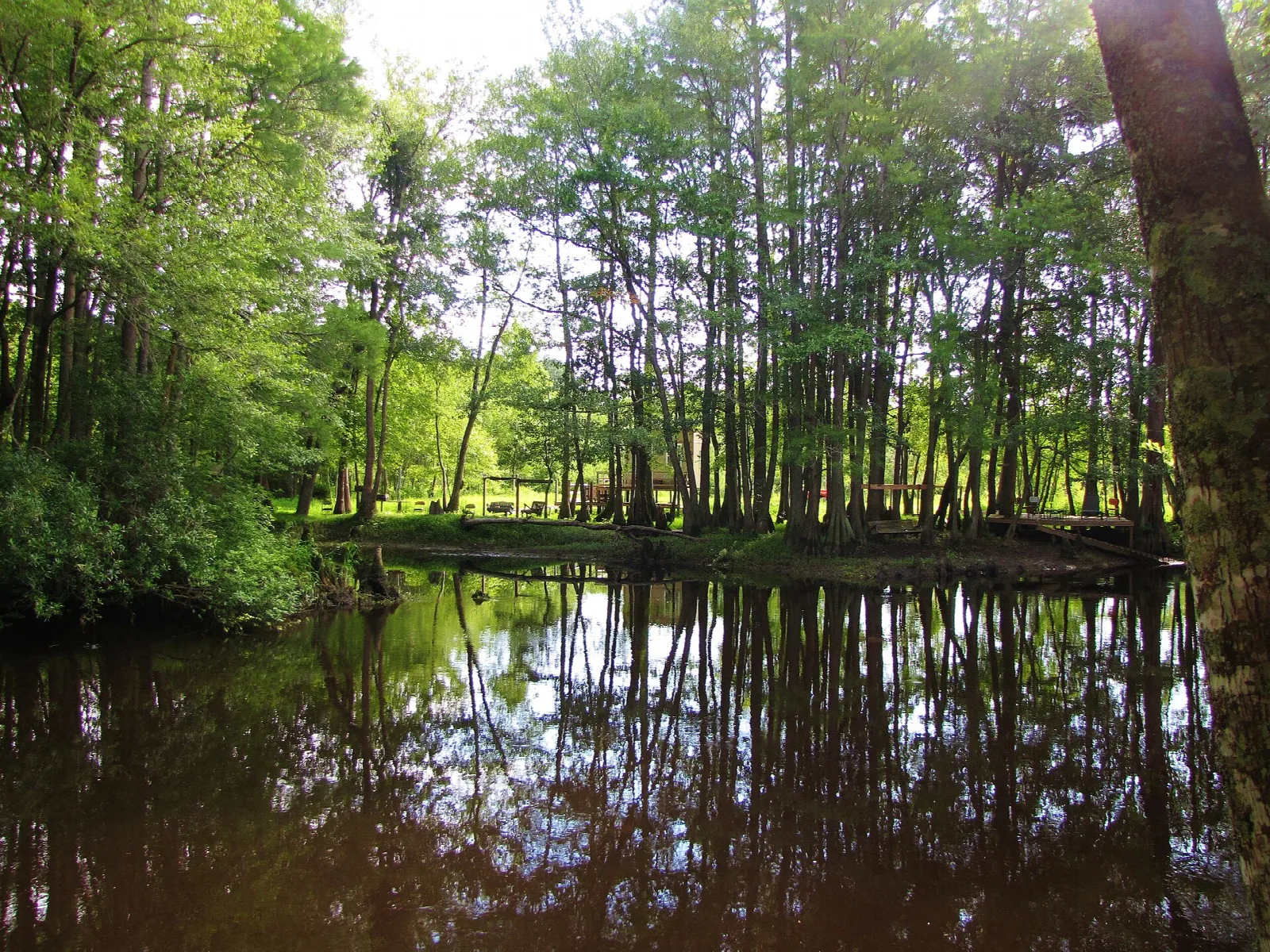 Tall trees reflected in still dark water