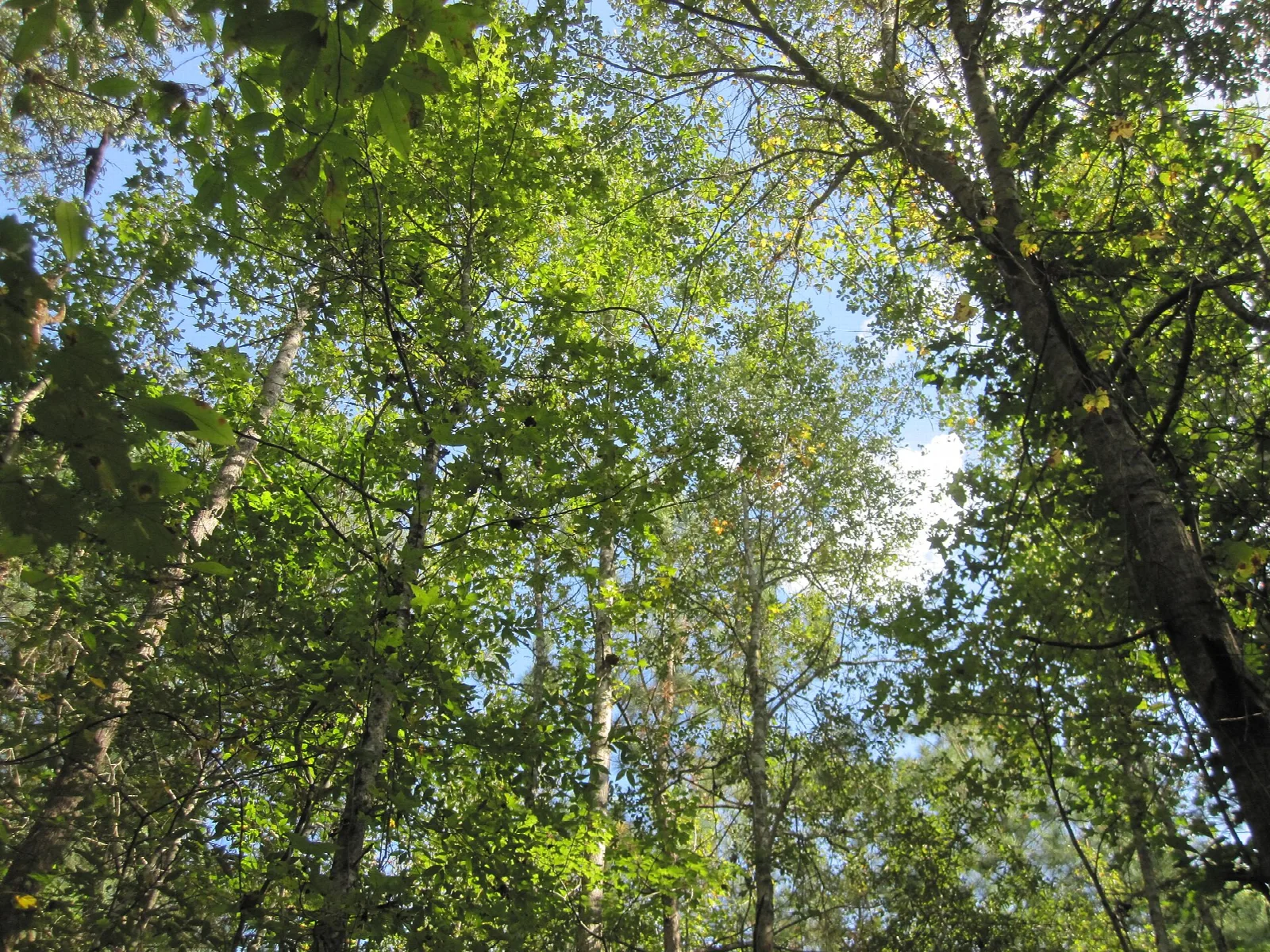 Tall trees seen from below against a bright sky