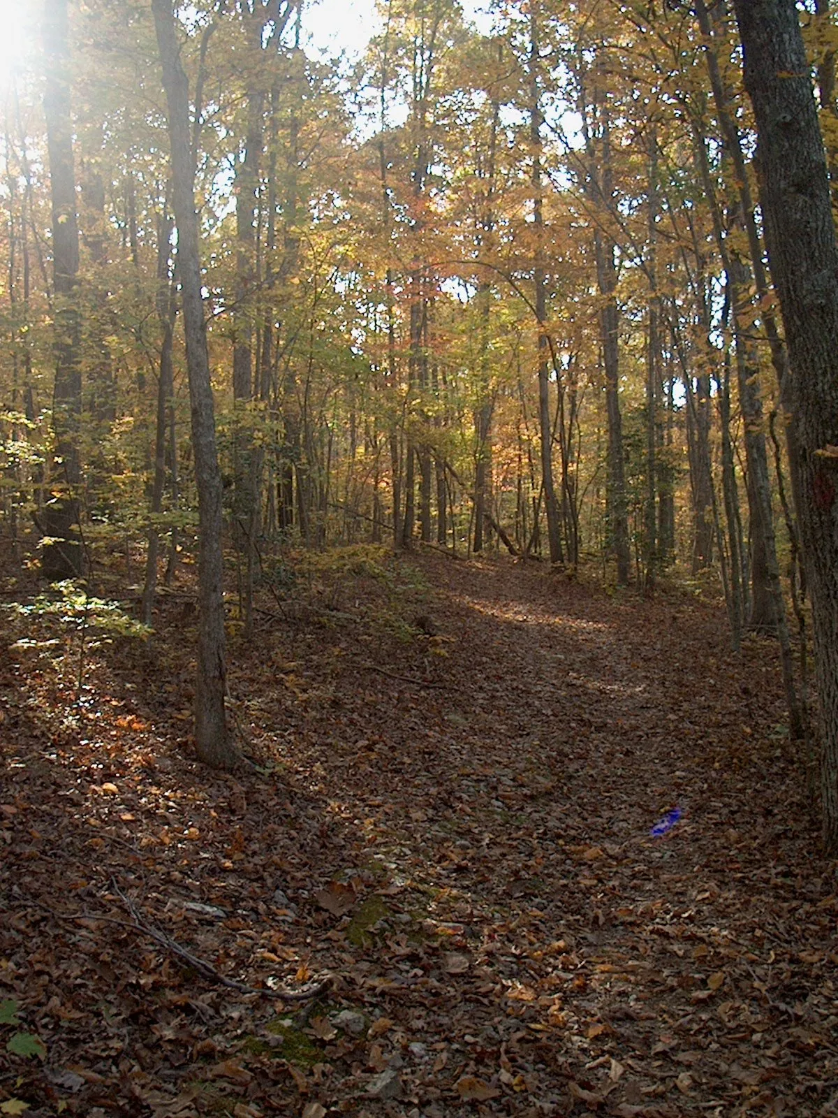 Leaf-covered trail through autumn woods in low sun