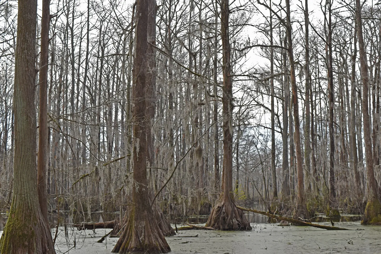 Tall cypress trunks standing in swamp water