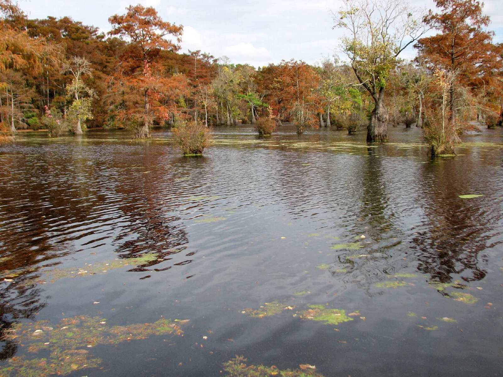 Autumn cypress trees reflected in a pond covered with floating plants