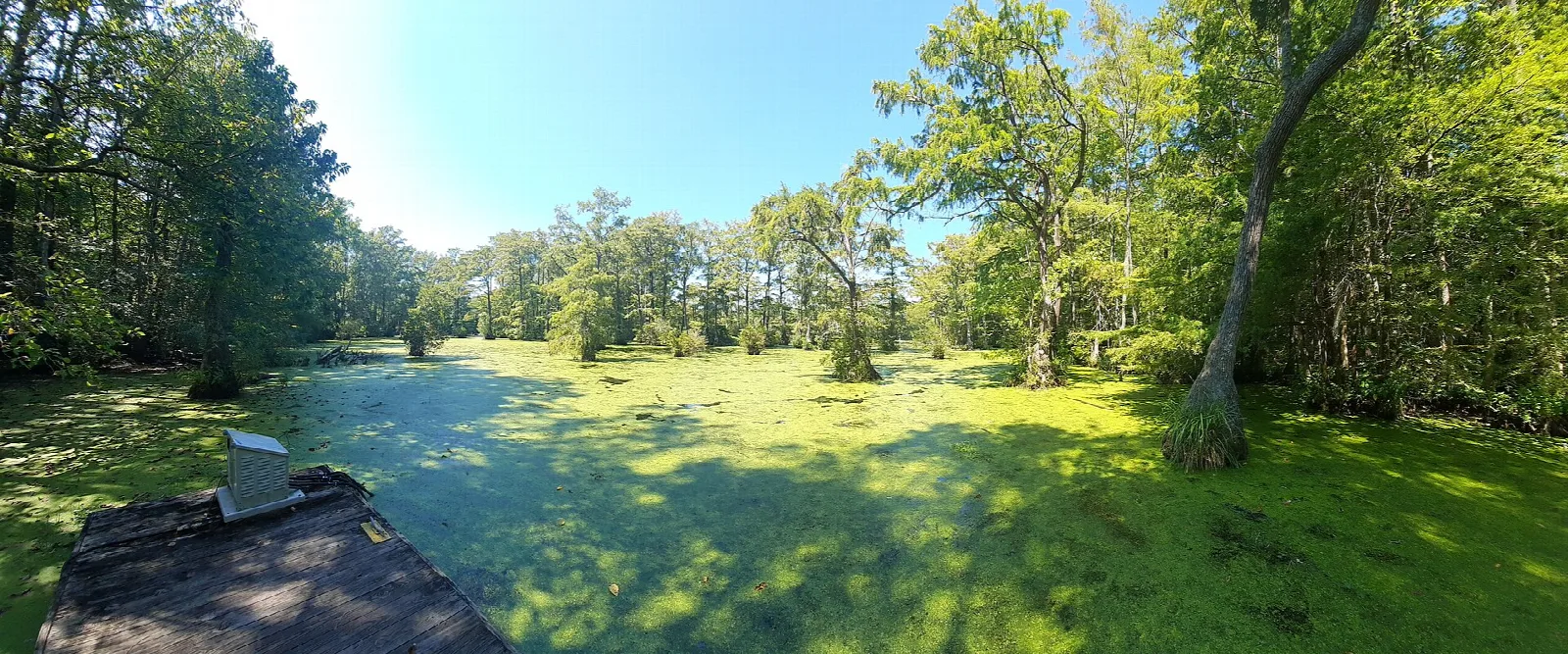 Narrow green pond channel lined with trees under blue sky