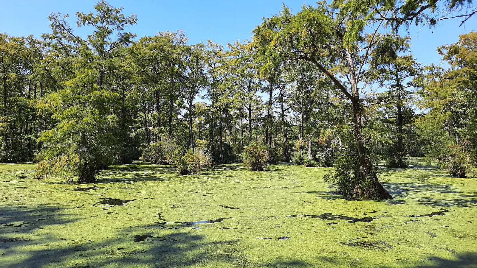 Green pond surface with cypress and hardwood trees along the edge