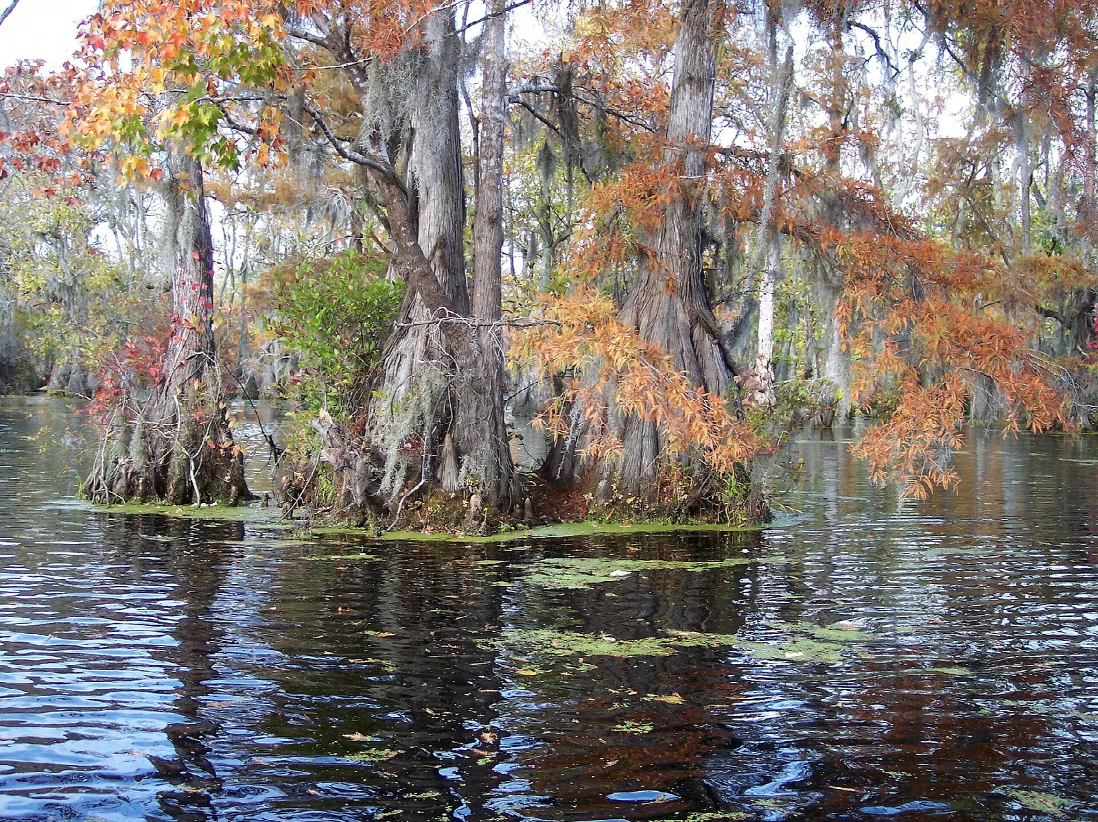 Cypress trees with orange autumn needles standing in dark water