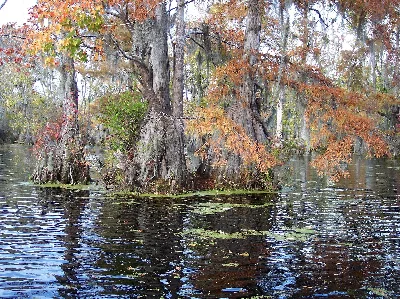 Merchants Millpond State Park
