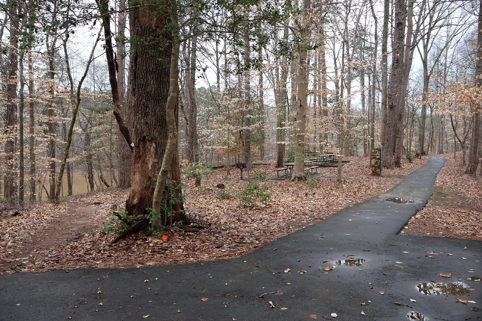 Paved path through bare woods beside a lake