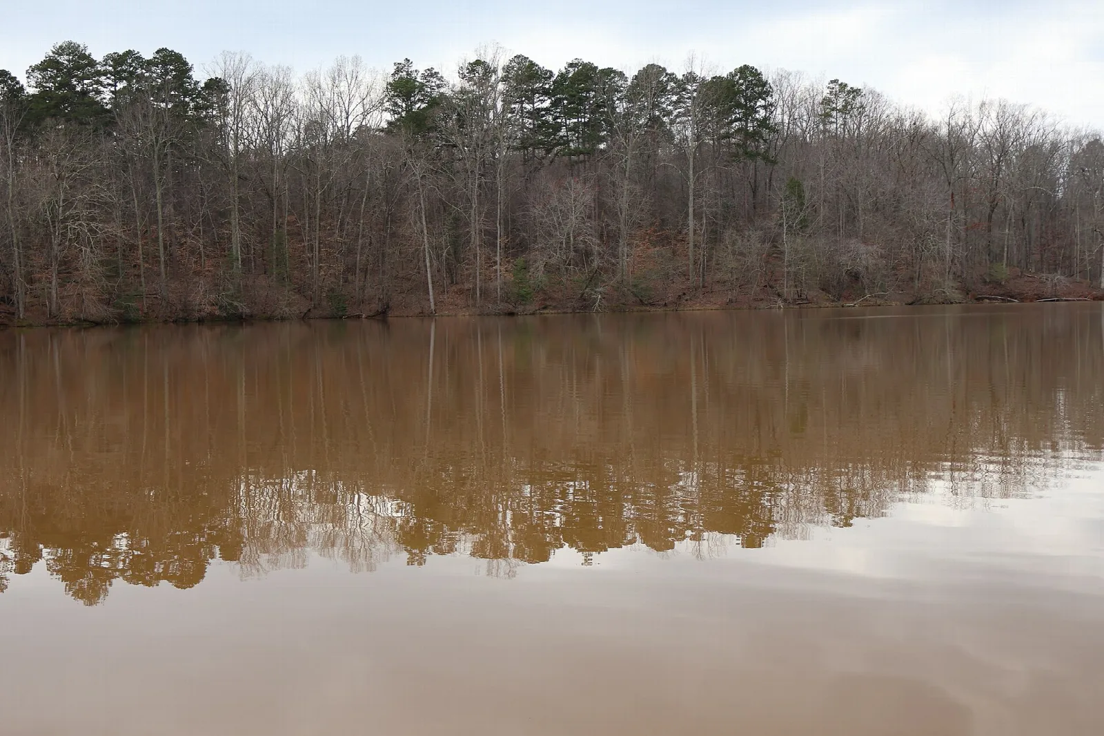 Still brown lake with a wooded far shore