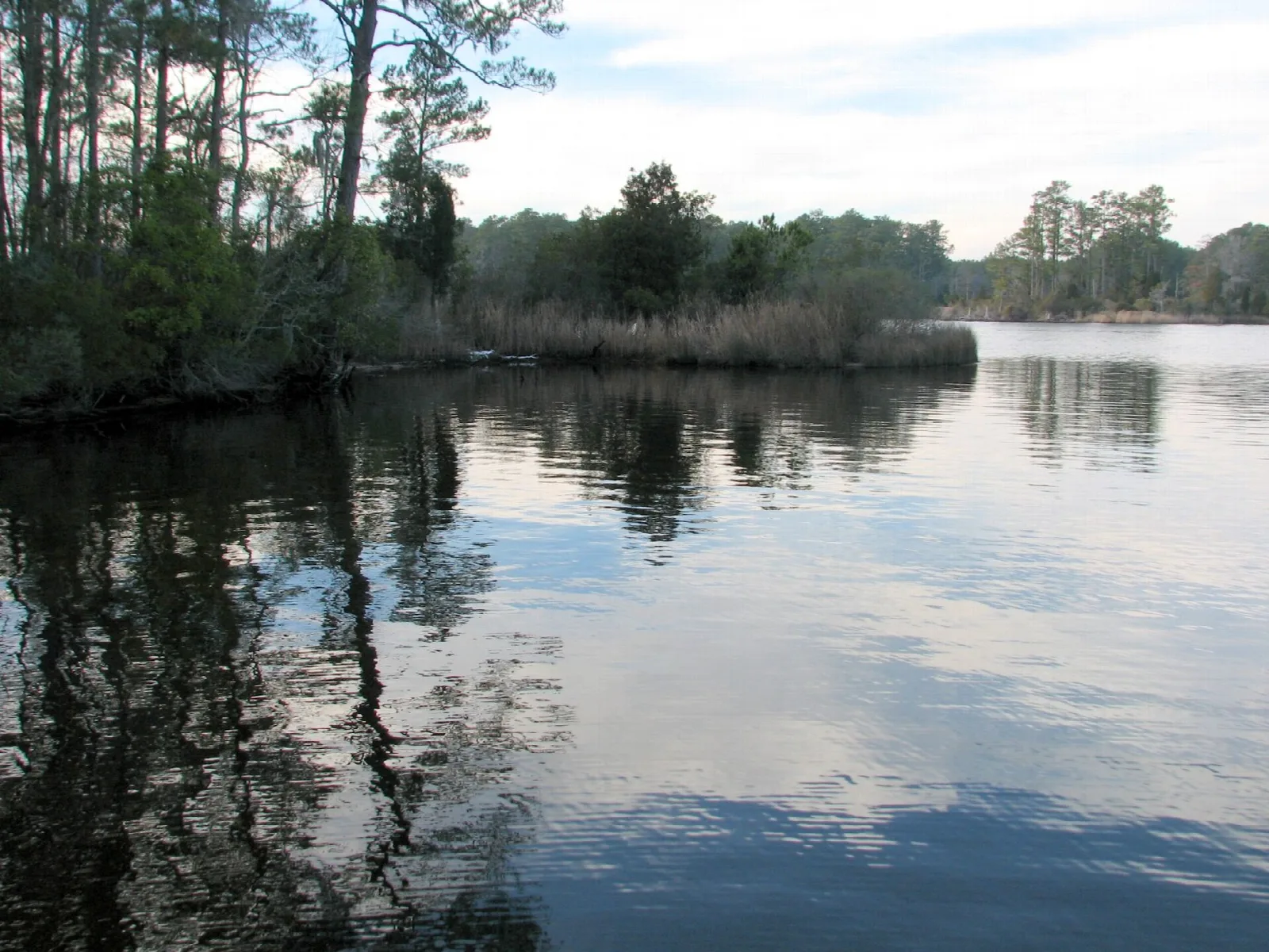 Calm water reflecting trees along a marshy shore