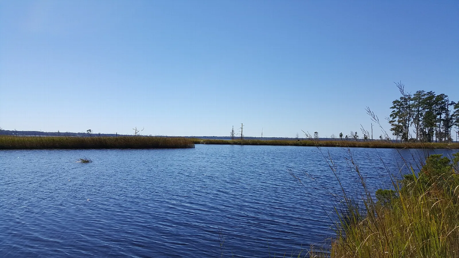 Open blue water and marsh grass under a clear sky
