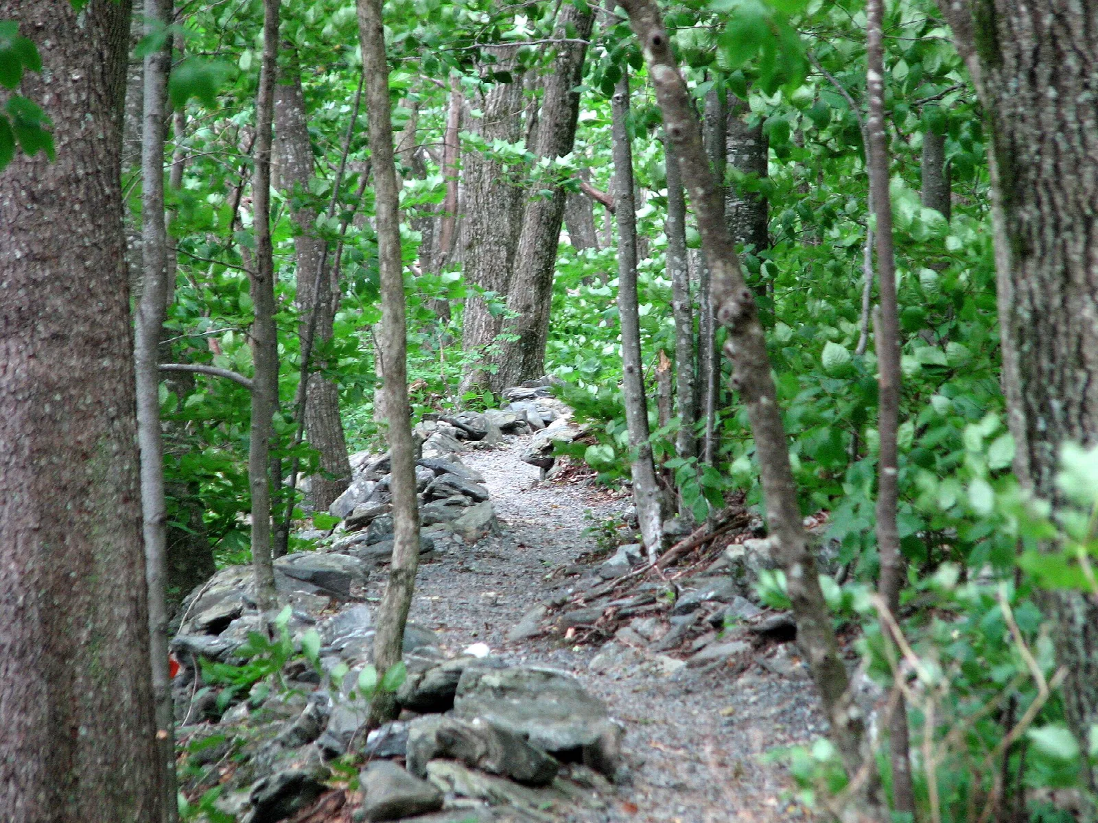 Rocky hiking trail climbing through green woods