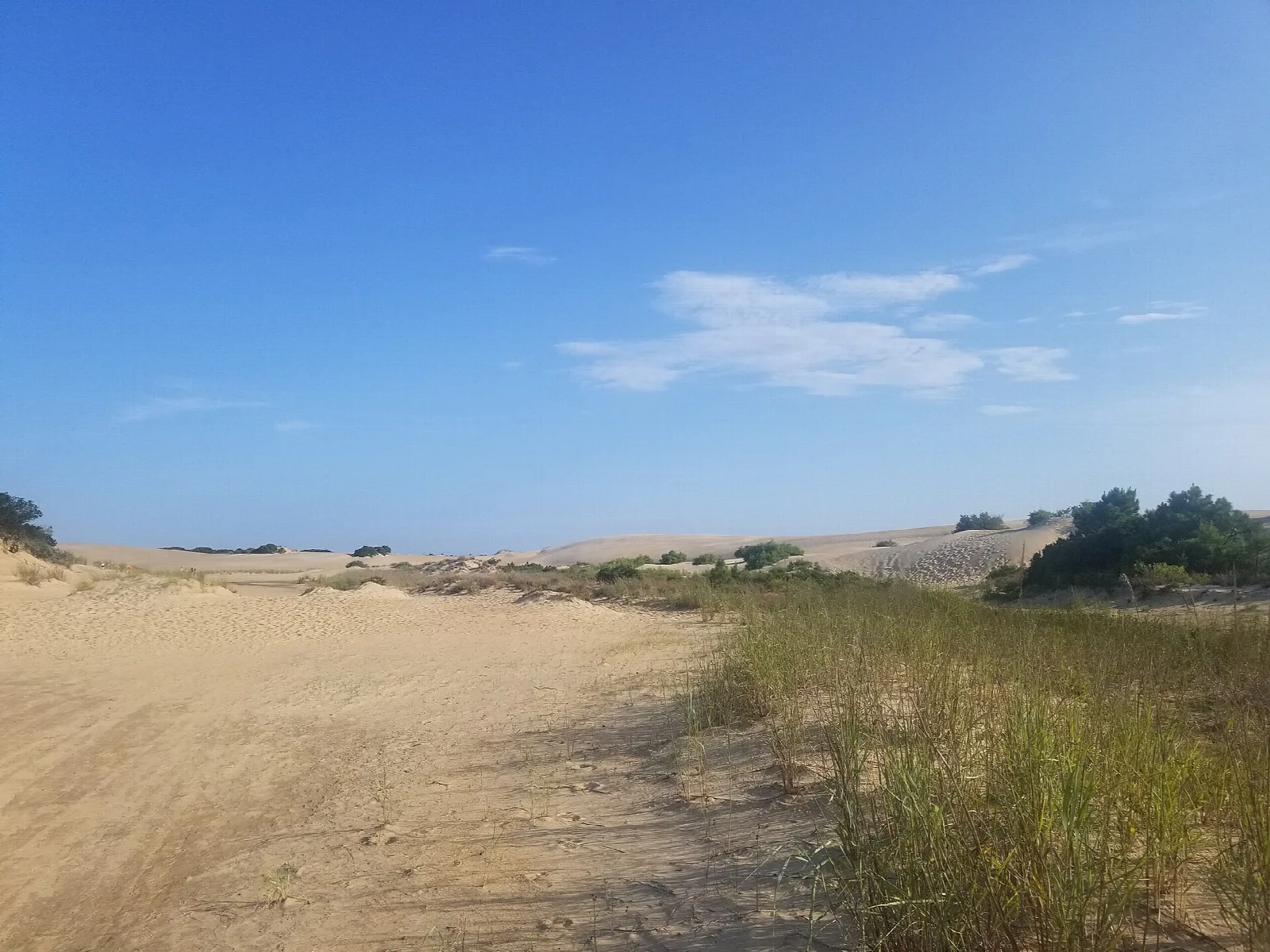 Open sand dune with beach grass and shrubs under a blue sky