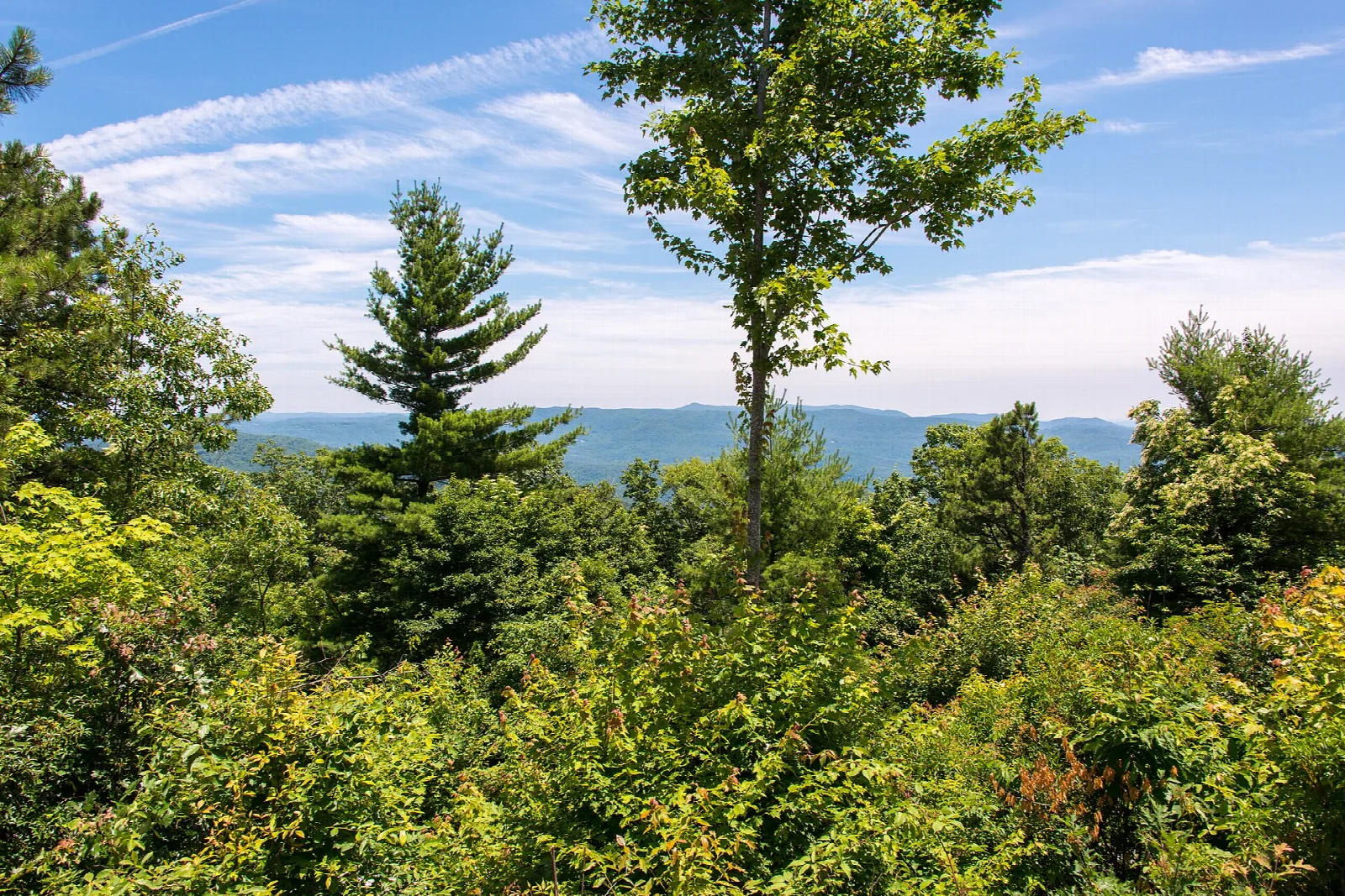 View over green pine and hardwood trees toward blue ridges in the distance