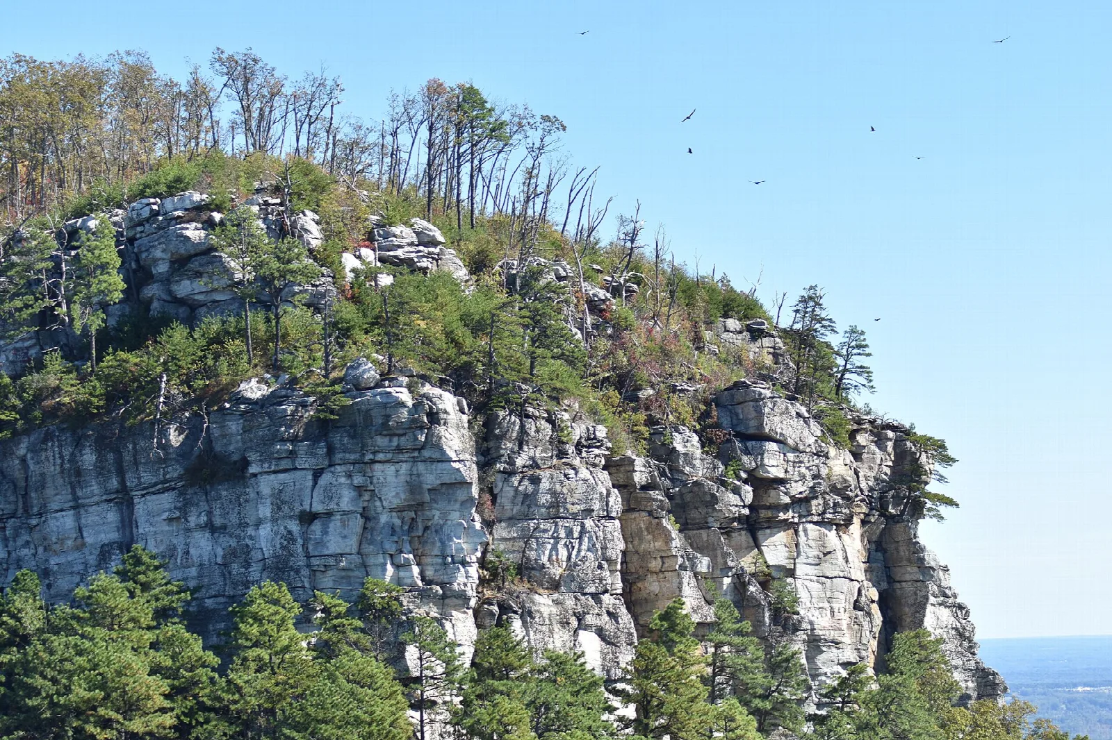 Close view of the pale cliff face of the Big Pinnacle with trees on top