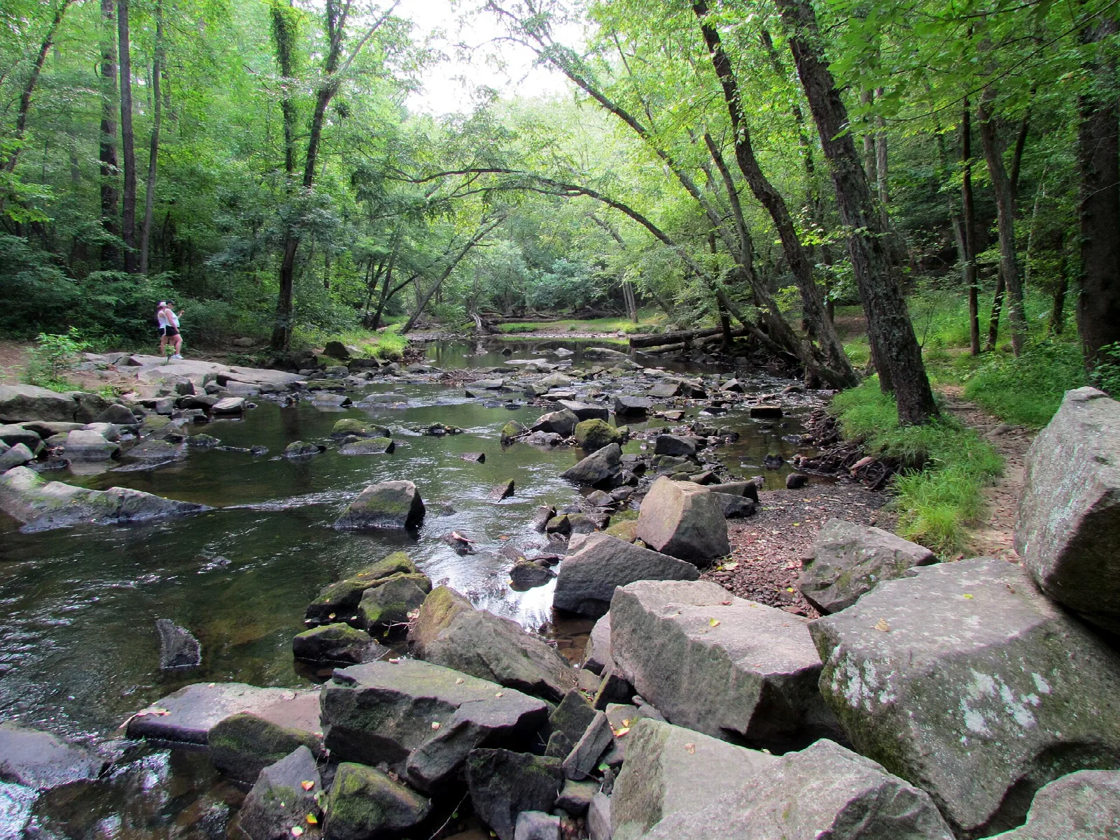 Shallow rocky creek running through green woods