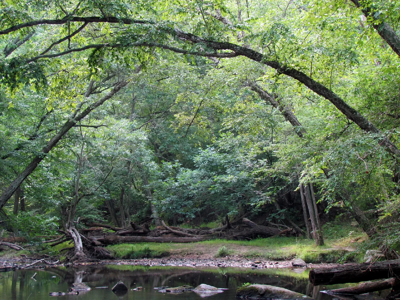 Arching hardwood trees over a calm creek bend