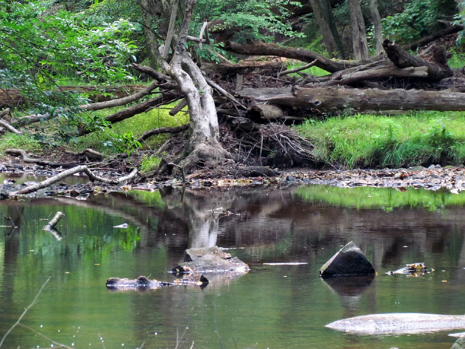 Still creek pool with fallen trees and tree roots at the edge