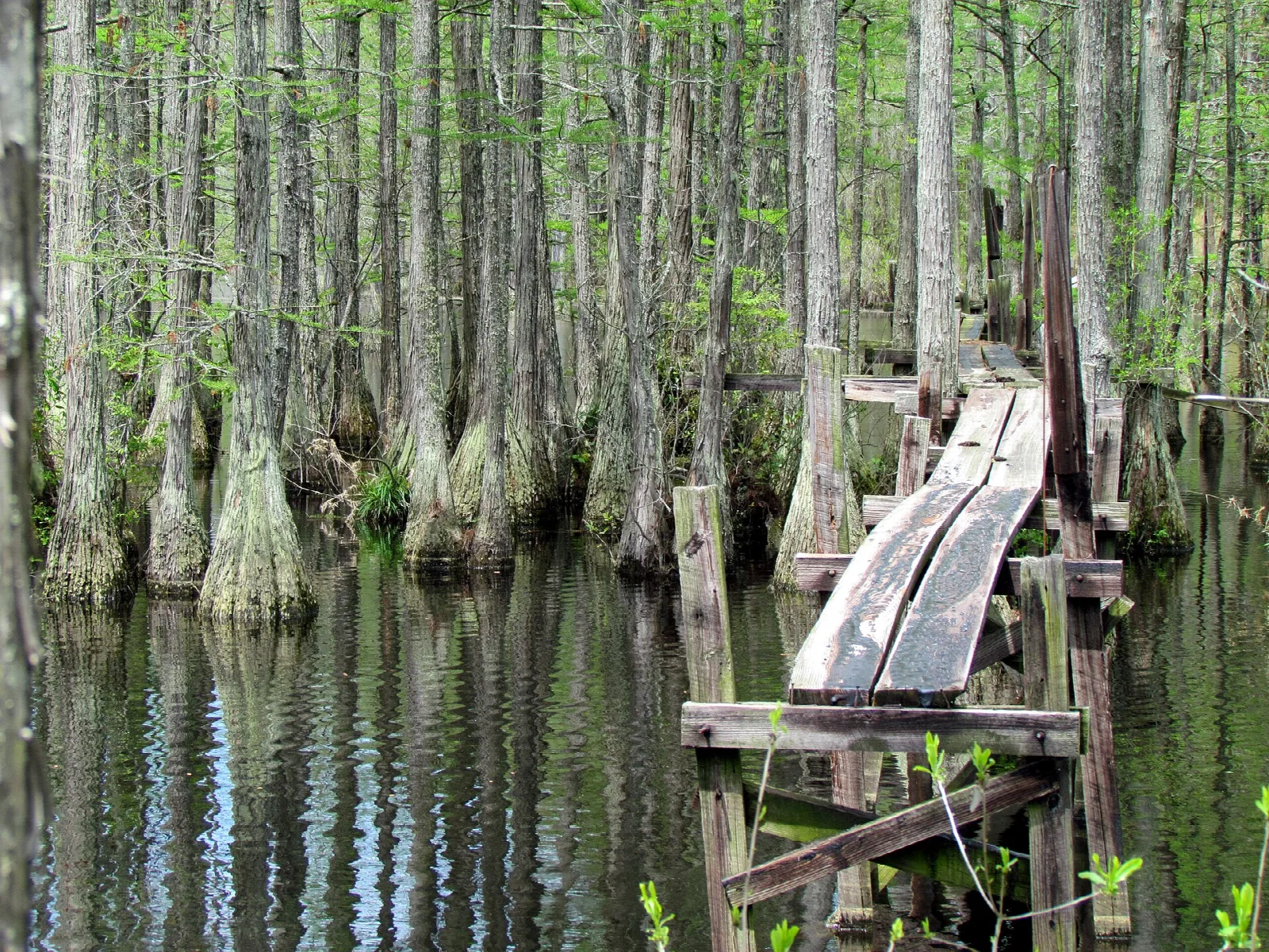 Weathered, broken wooden boardwalk over swamp water among cypress trunks