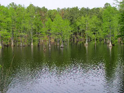 Carvers Creek State Park