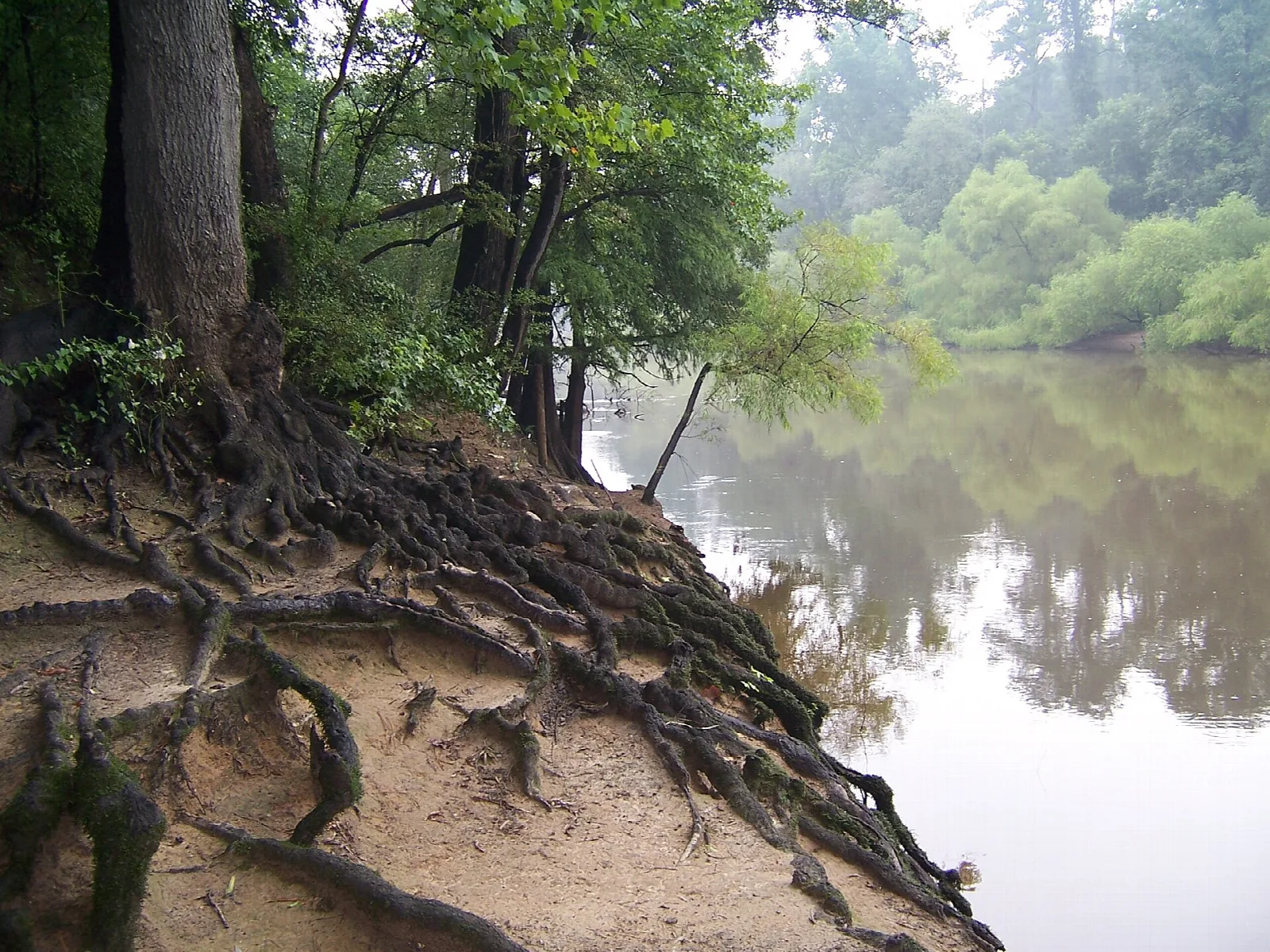Tree roots gripping a sandy riverbank above a calm river