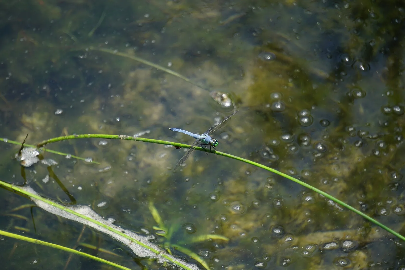 A dragonfly resting on a green water plant at the surface