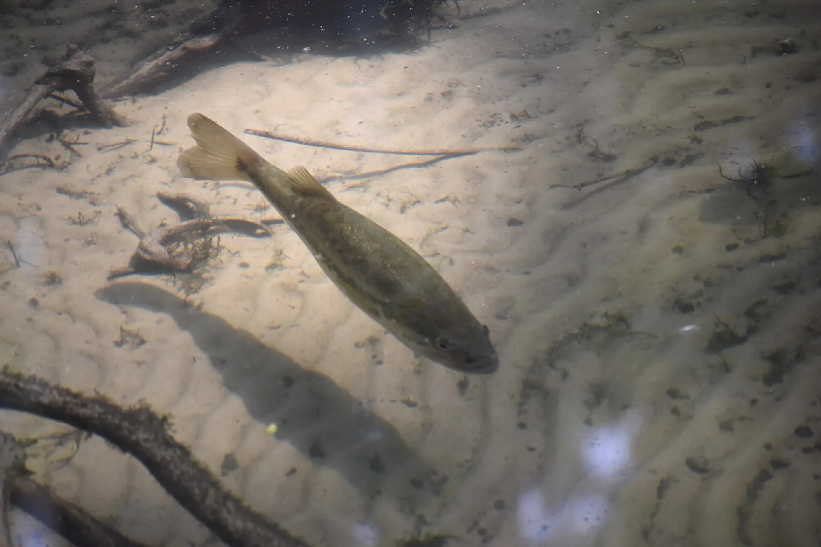 A fish swimming over sand in clear water