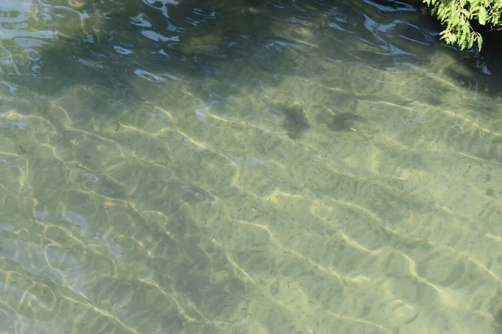 Clear shallow water with sunlit ripples over a sandy bottom