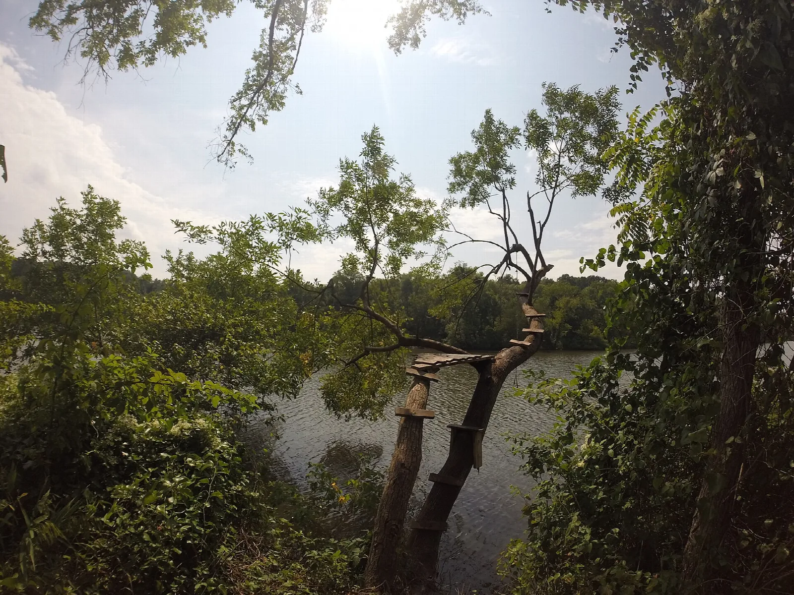 Calm river seen through trees with a leaning branch in the foreground