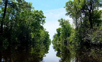 Dismal Swamp State Park