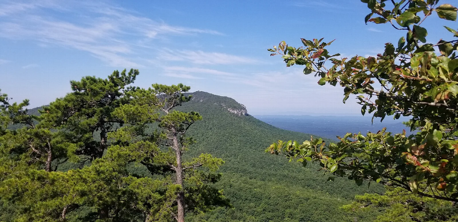 Forested ridges and a distant rock peak seen past a pine tree