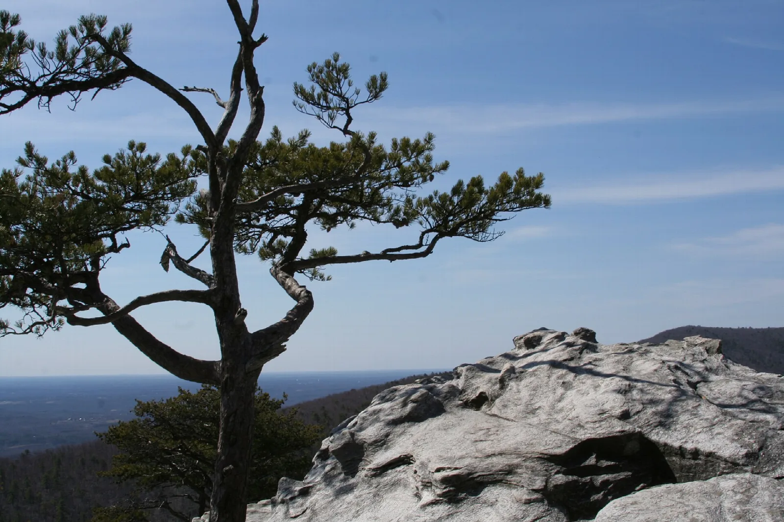 Twisted pine tree on a rock ledge against a blue sky