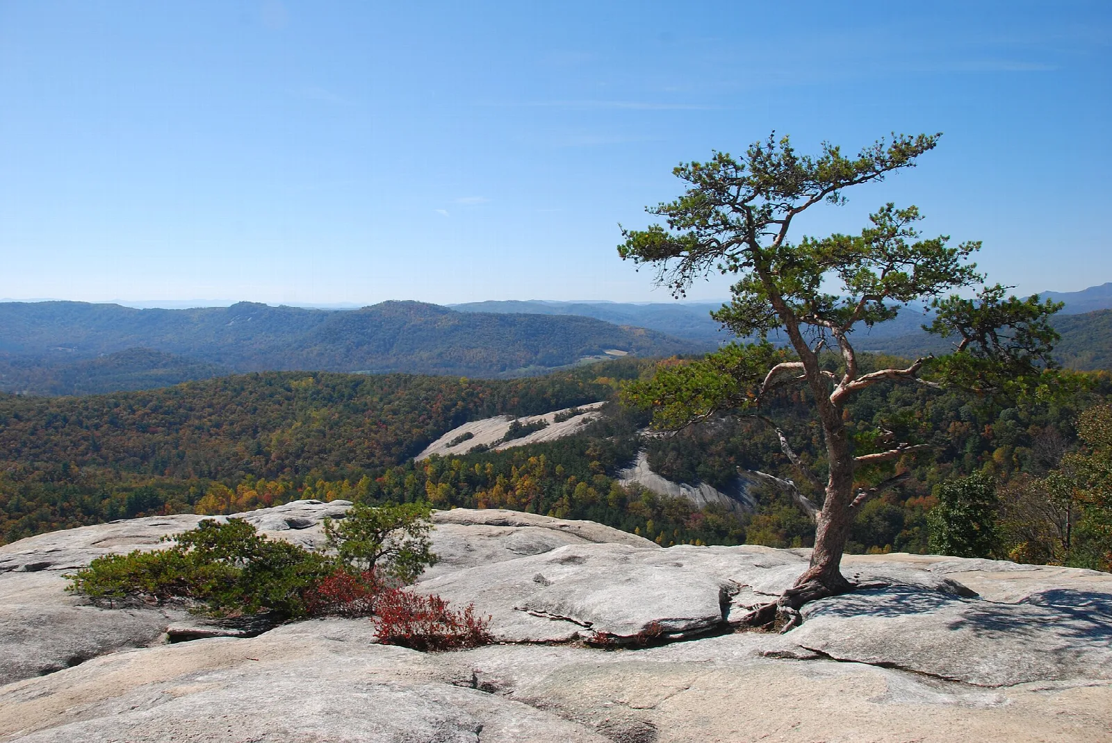 Bare granite ledge with a small pine tree and forested mountains in the distance