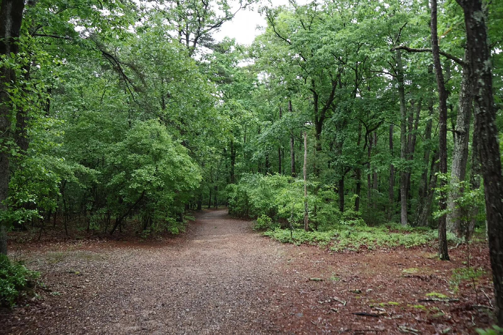Wide gravel trail through green hardwood forest