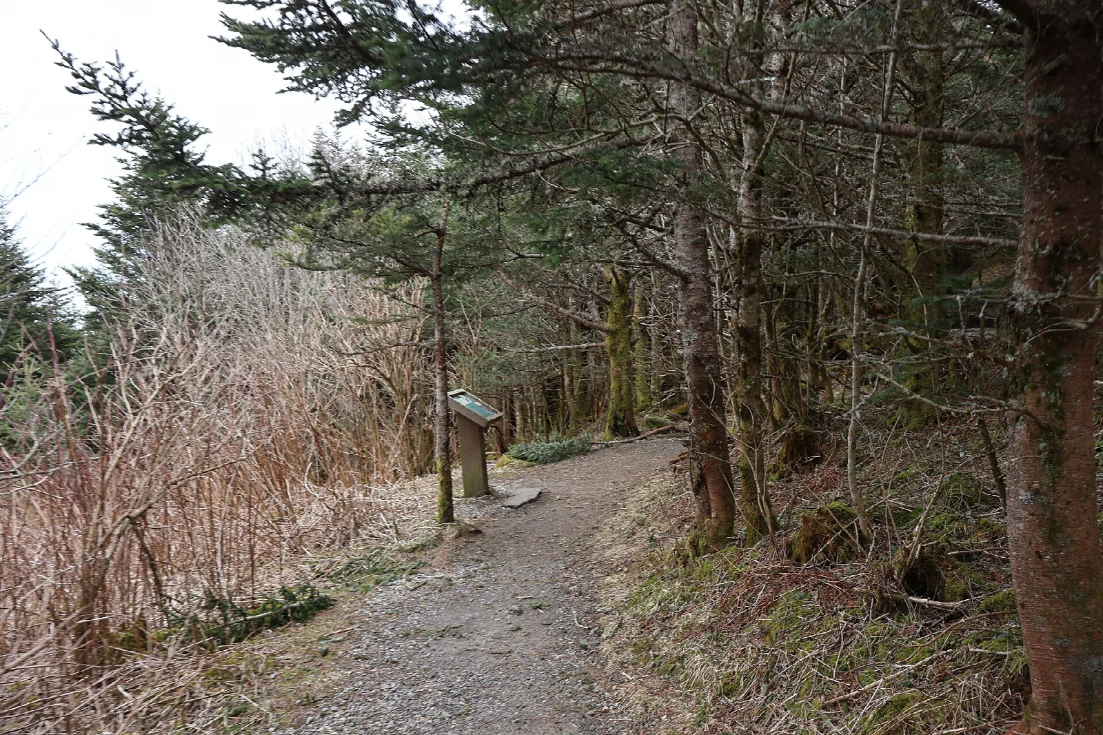 Gravel path through spruce-fir forest under a bright sky