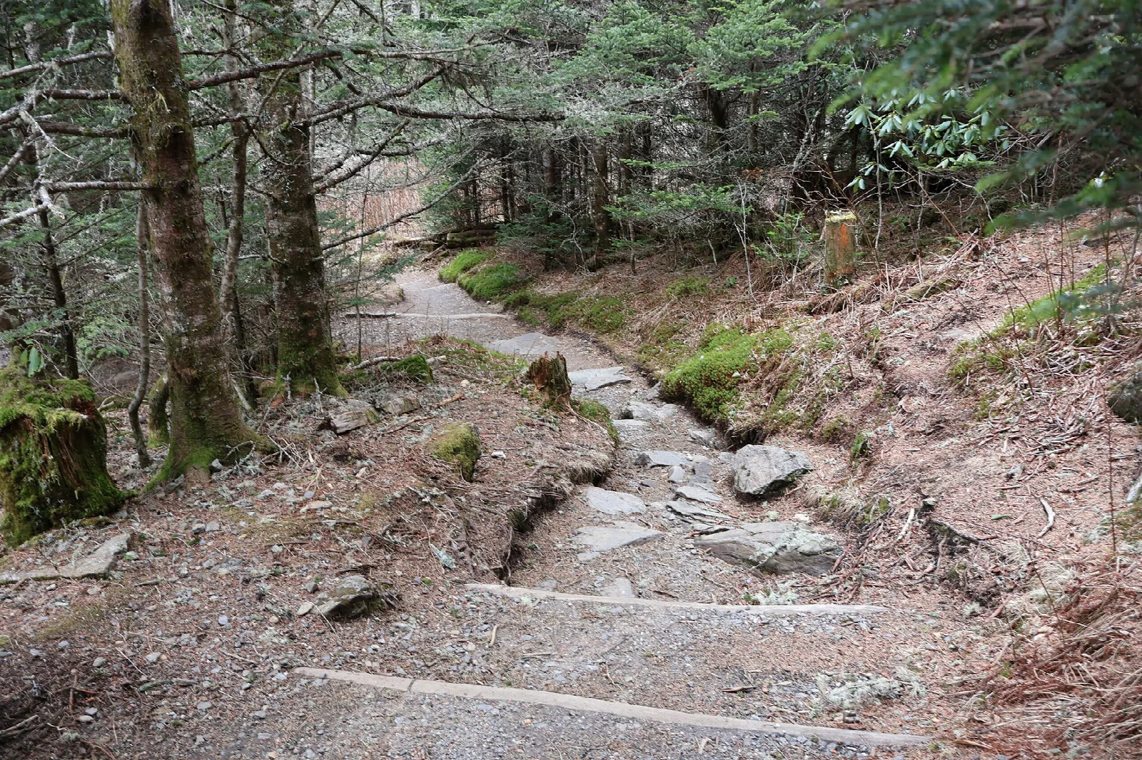 Rocky stepped trail winding through spruce-fir forest with moss