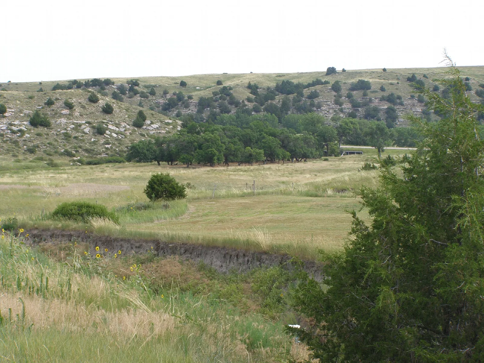 Prairie bluffs with a stream channel and a juniper in the foreground